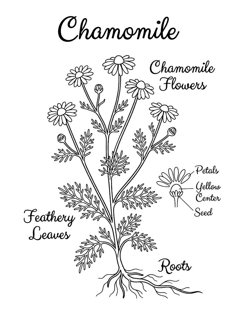19th-Century Scientific Botanical Illustration Of A Chamomile Plant Featuring Delicate White Flowers Roots And Elegant Cursive Script coloring page — free printable for kids and adults