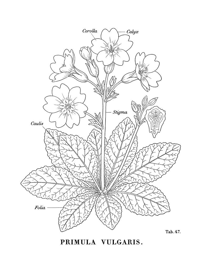 19th Century Scientific Illustration Of A Primrose With Latin Labels Coloring Page — free printable for kids and adults