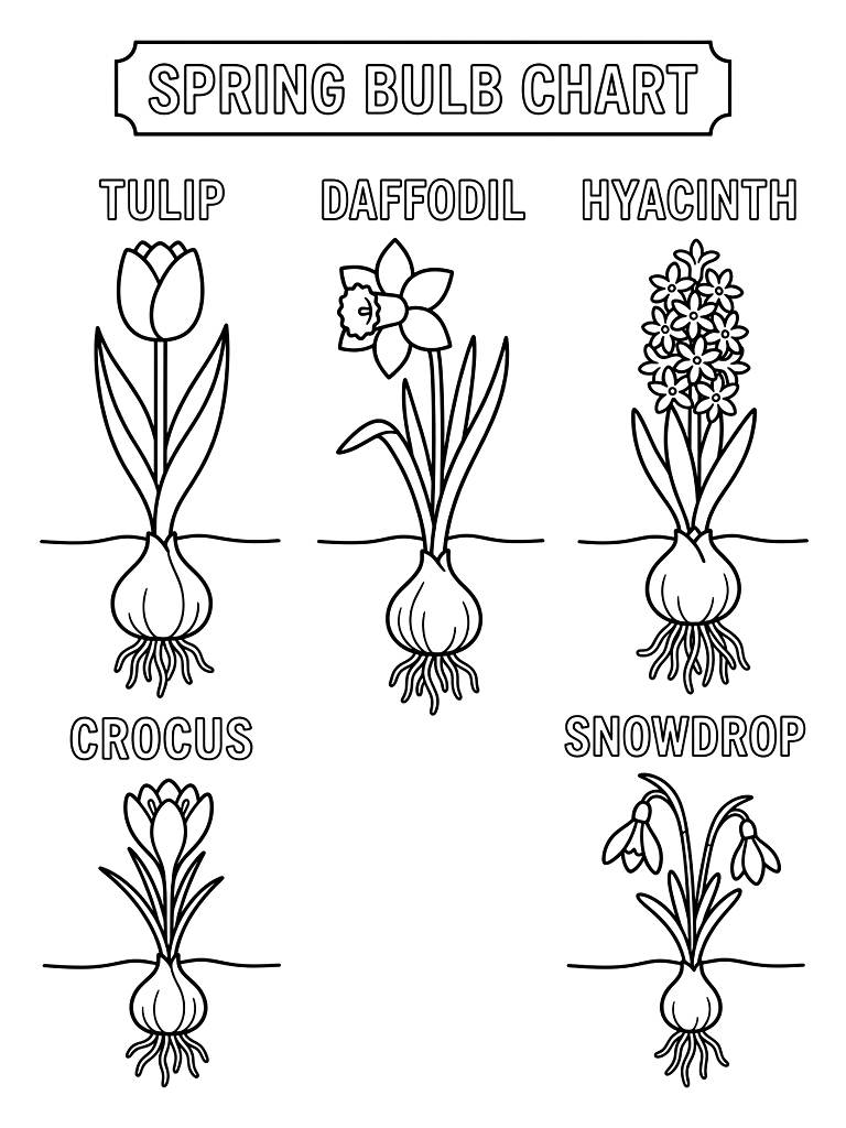 Antique Style Spring Bulb Chart With Roots And Blooms Coloring Page