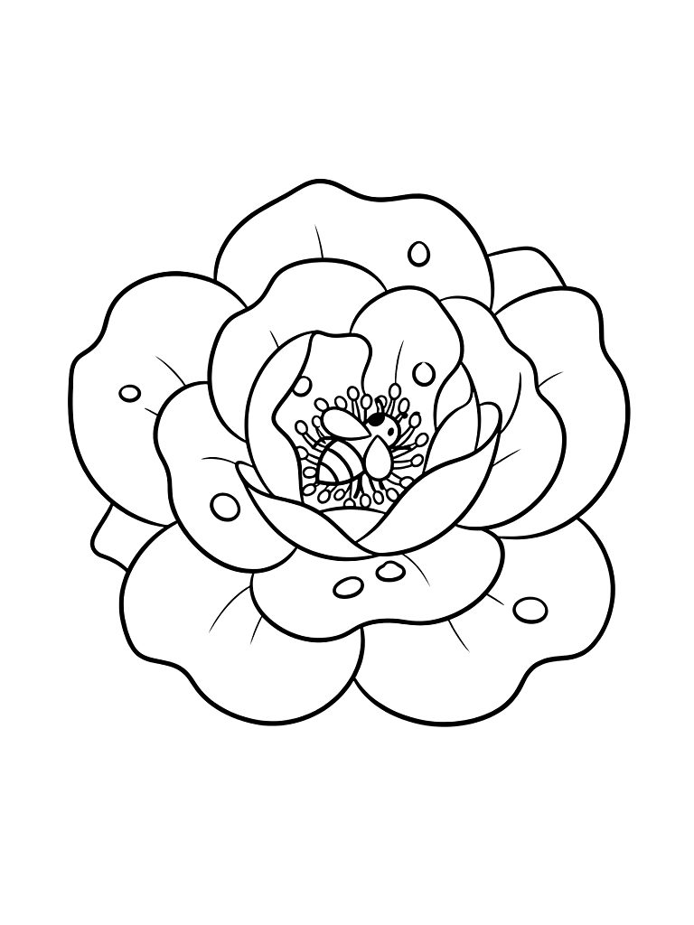 Close-up Of A Peace Rose With Dew Drops On The Petals And A Small Honeybee Crawling Inside Coloring Page