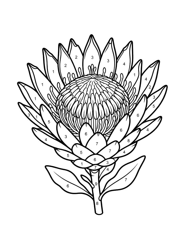 Color By Number Illustration Of A Detailed Protea Flower With Numbered Exotic Petals Coloring Page