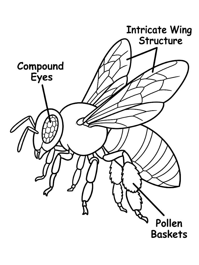 Detailed Educational Diagram Of A Worker Honeybee Displaying Its Intricate Wing Structure Pollen Baskets And Compound Eyes coloring page — free printable for kids and adults