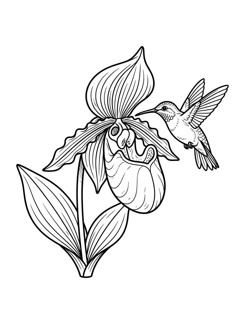 Detailed Lady Slipper Orchid Growing In A Misty Rainforest With A Hummingbird Coloring Page