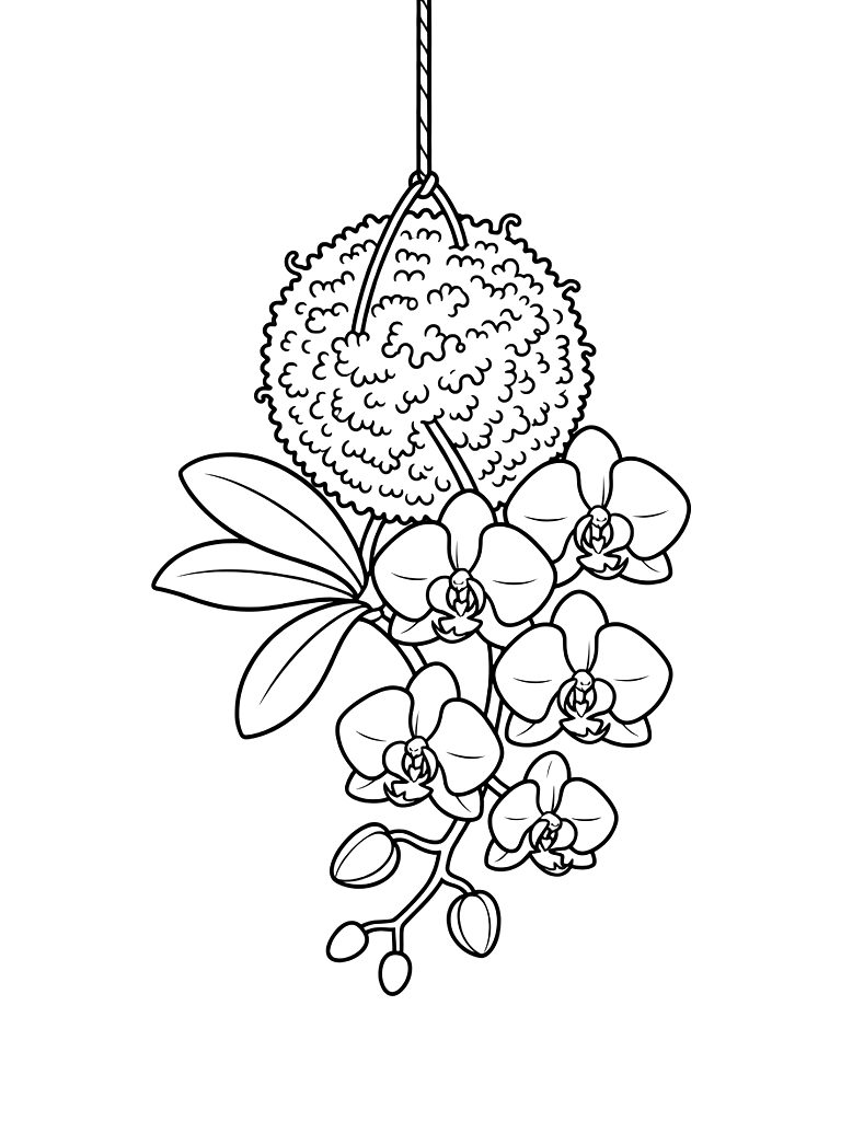 Elegant Moth Orchid Branch In A Hanging Moss Ball Coloring Page