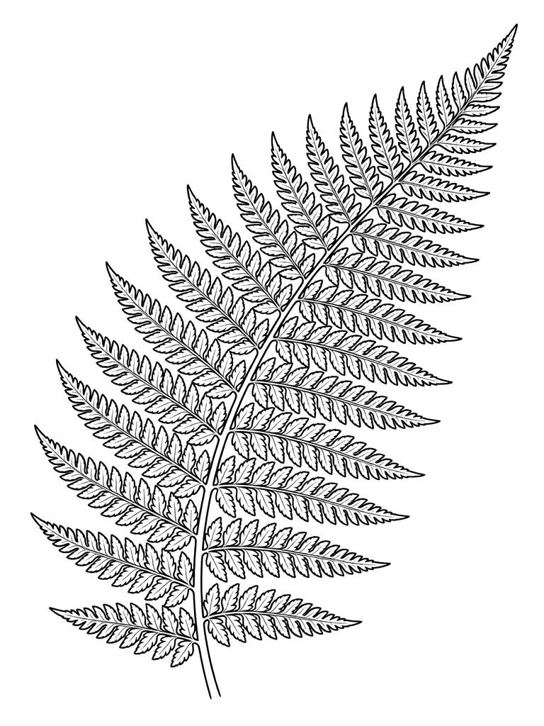 Fern Frond Detail Coloring Page