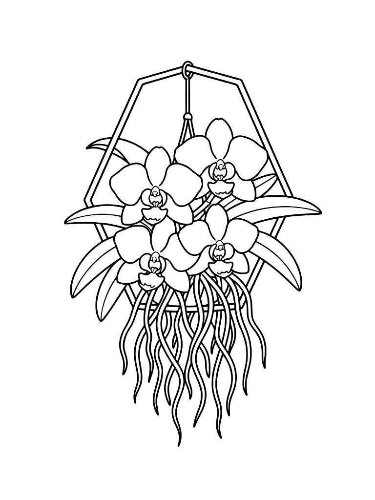 Hanging Vanda Orchids With Trailing Roots Inside A Minimalist Geometric Black Metal Frame On A Sun-drenched Patio Coloring Page