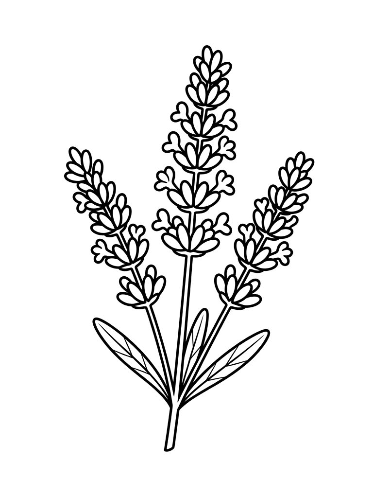 Lavender Sprig Close-up Coloring Page