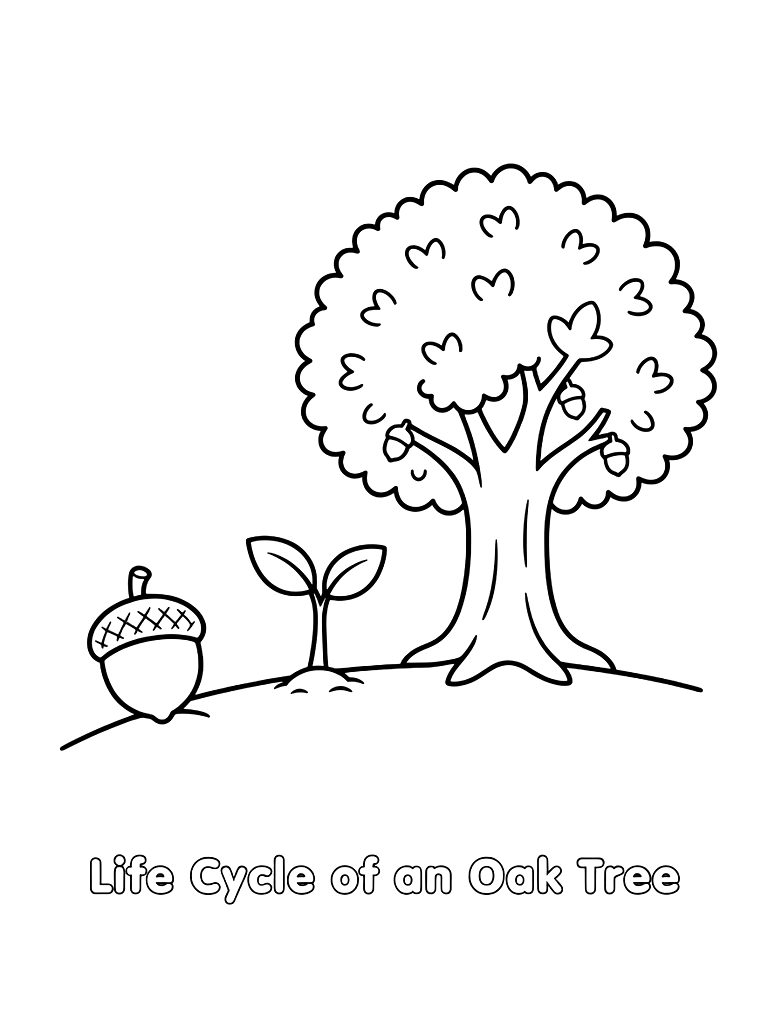 Life Cycle Of An Oak Tree From An Acorn To A Sprout To A Massive Tree Coloring Page