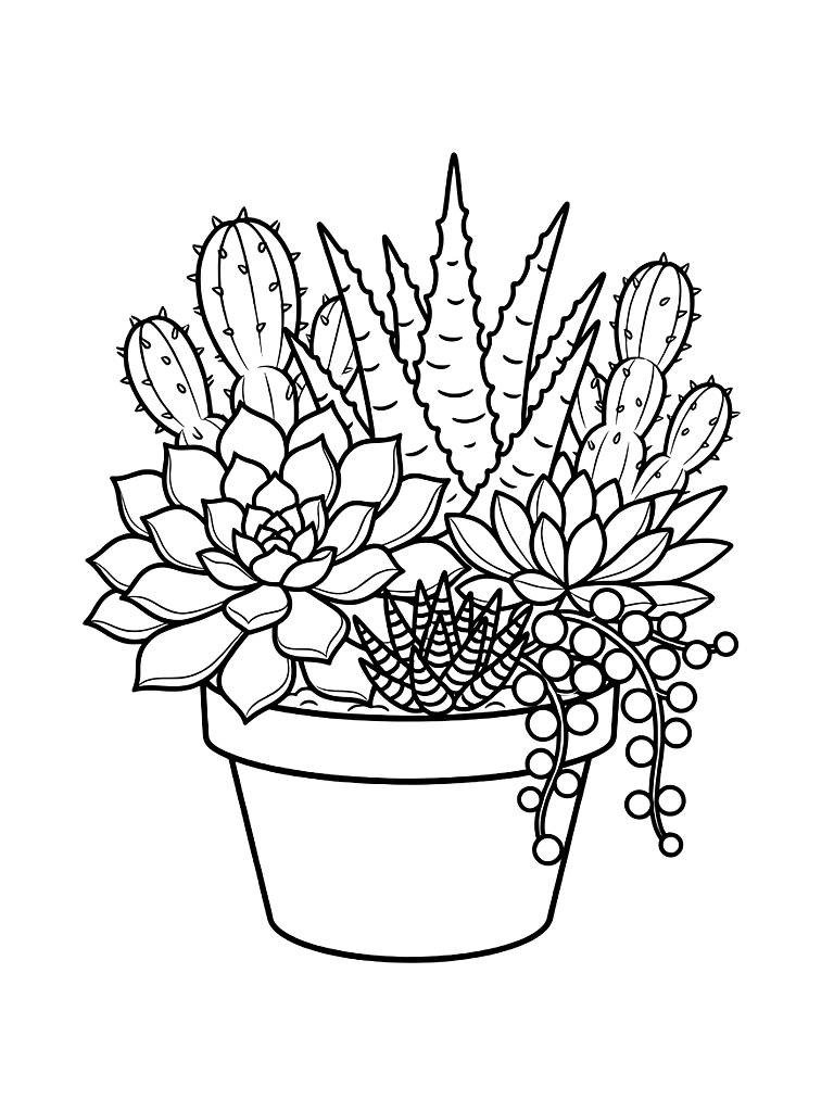 Mixed Succulent Arrangement Coloring Page