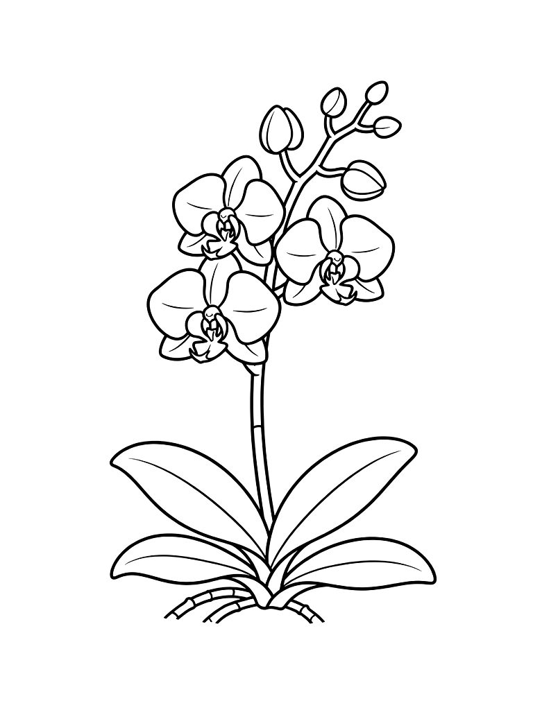 Phalaenopsis Orchid Stem Coloring Page