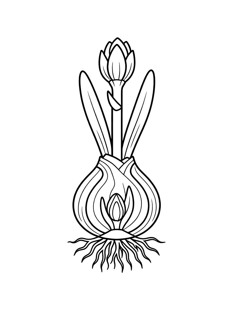 Scientific Illustration Of A Spring Daffodil Bulb Showing Roots And Flowering Stem Coloring Page — free printable for kids and adults