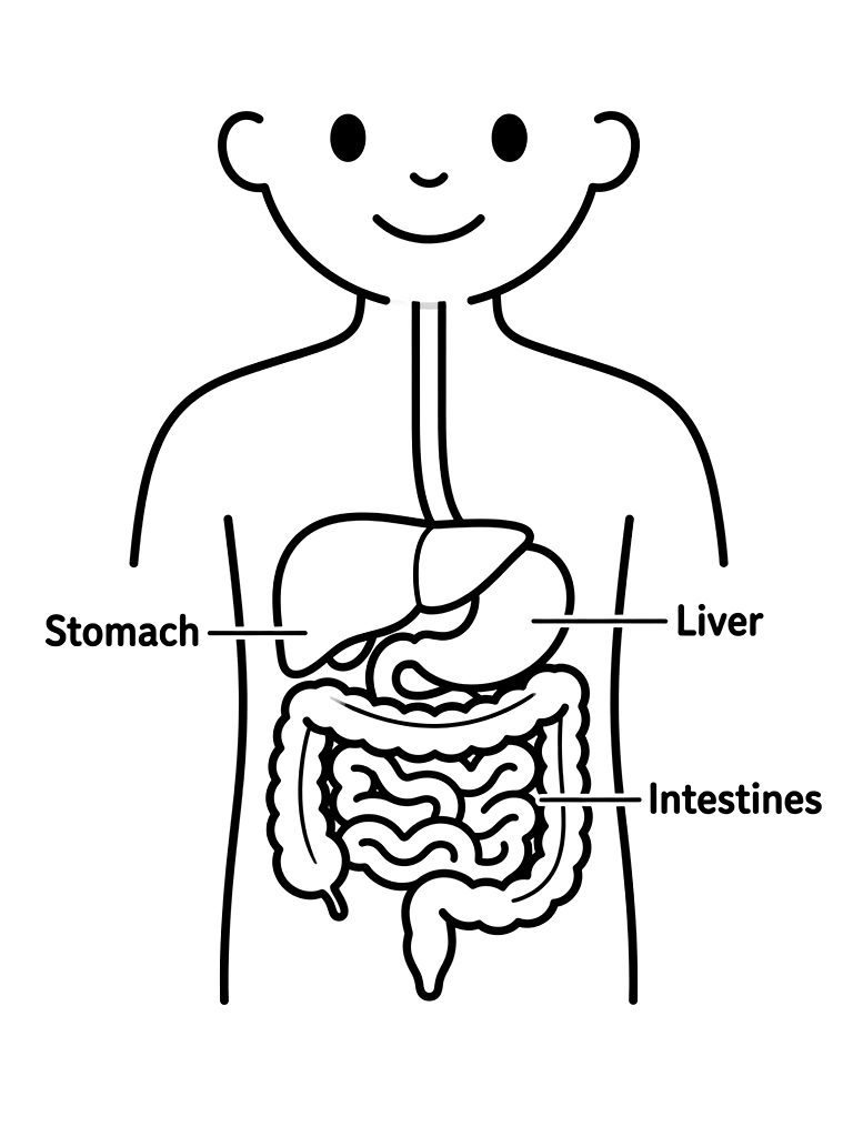 Simplified Diagram Of The Human Digestive System Showing The Stomach coloring page — free printable for kids and adults