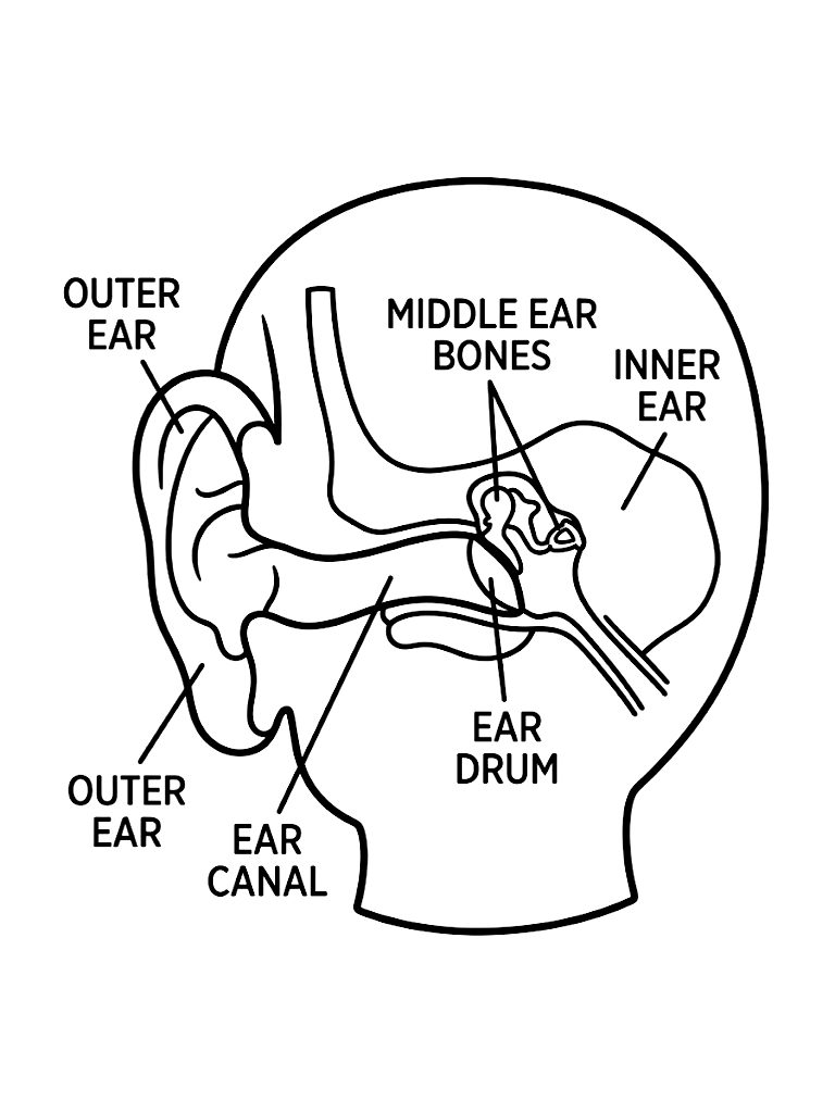 Simplified Diagram Of The Human Ear Showing The Outer Ear Ear Canal And The Tiny Bones Of The Middle Ear With Clear Educational Labels coloring page — free printable for kids and adults
