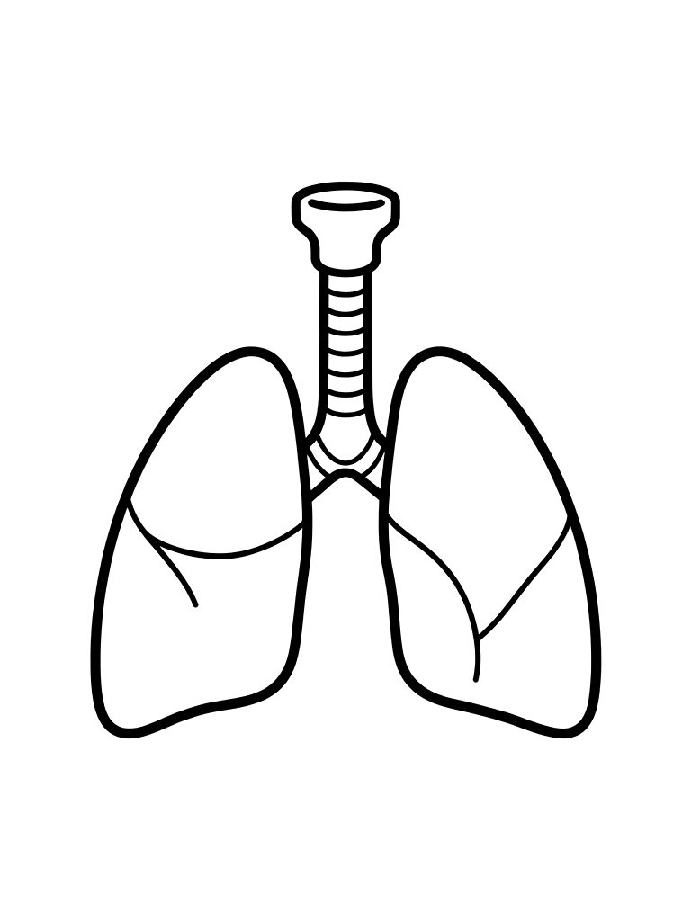 Simplified Diagram Of The Human Respiratory System Showing The Lungs And The Windpipe Coloring Page — free printable for kids and adults