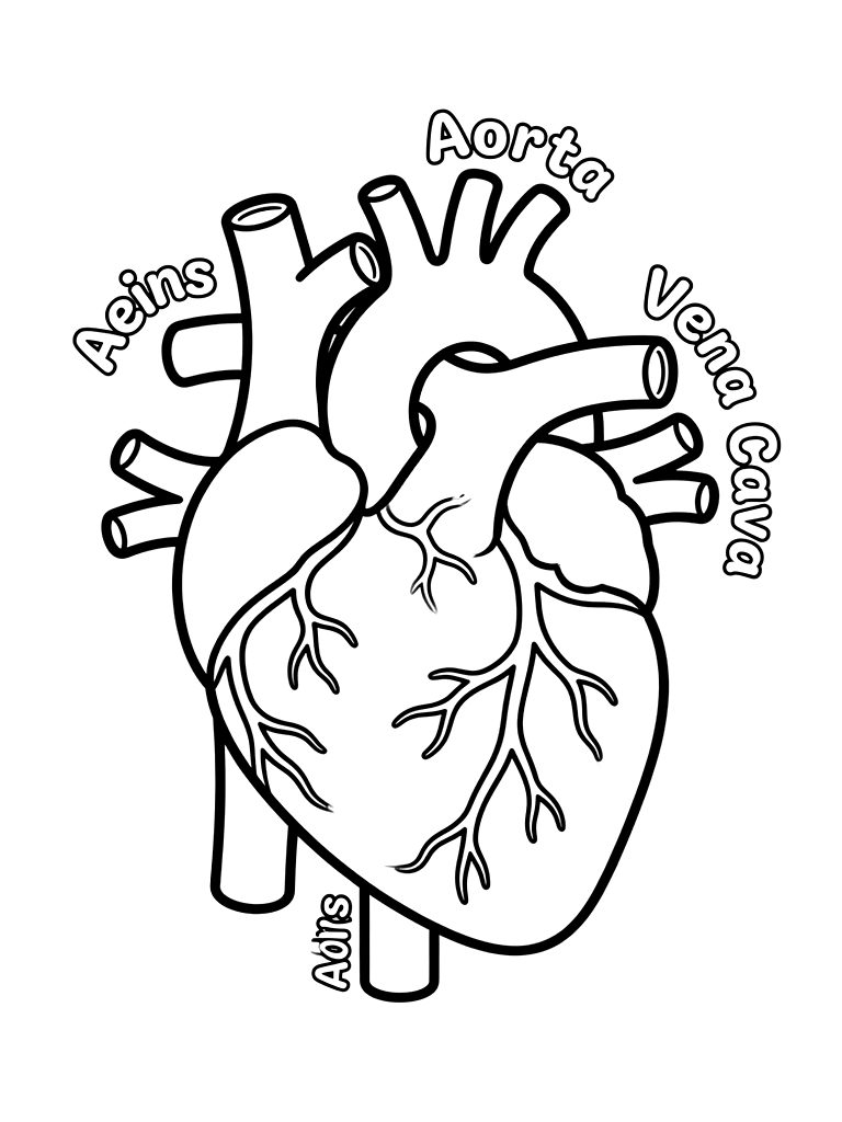 Simplified Human Heart Diagram With Arteries And Veins For Kids Coloring Page — free printable for kids and adults