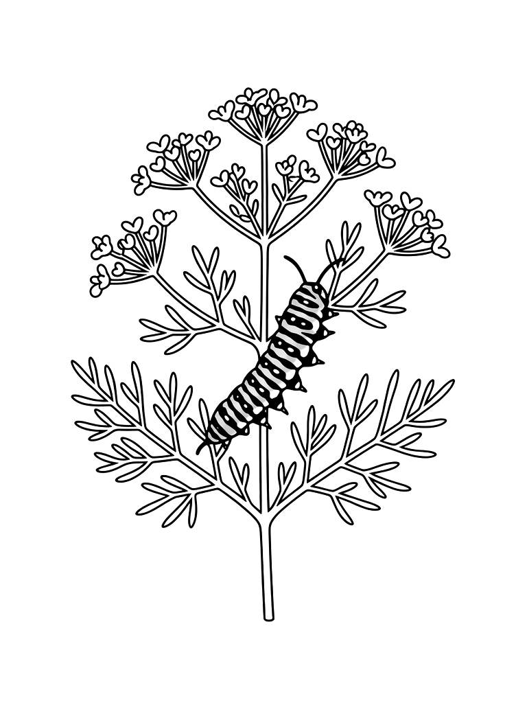 Sprig Of Flowering Dill With A Swallowtail Caterpillar Crawling On Its Feathery Leaves Coloring Page