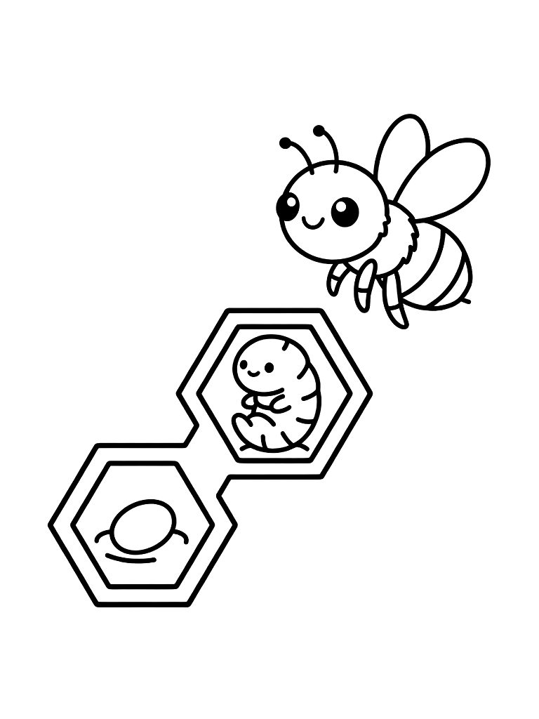 Life Cycle Of A Honeybee From A Tiny Egg To A Larva To An Adult Bee Coloring Page